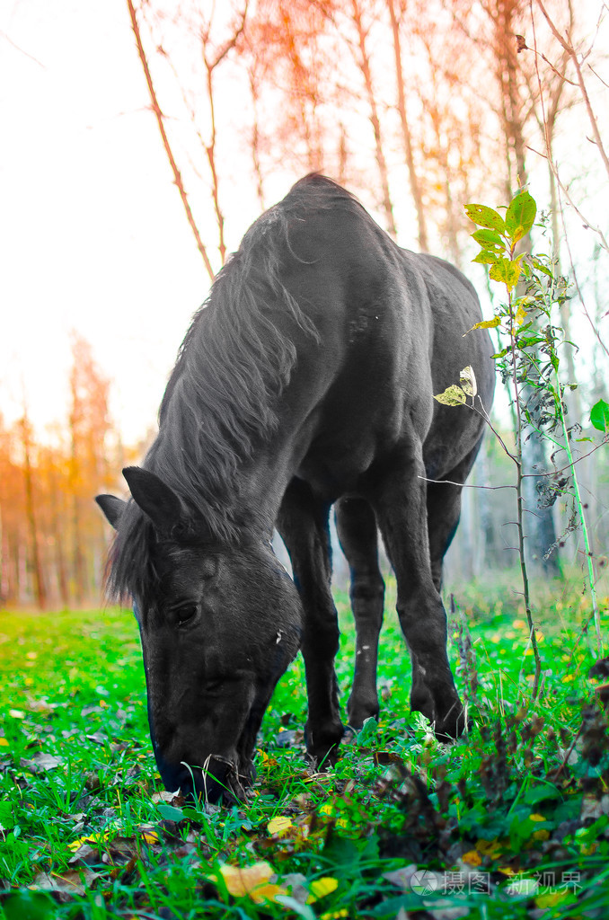 在森林里浅自由度重点在眼睛上吃草的马