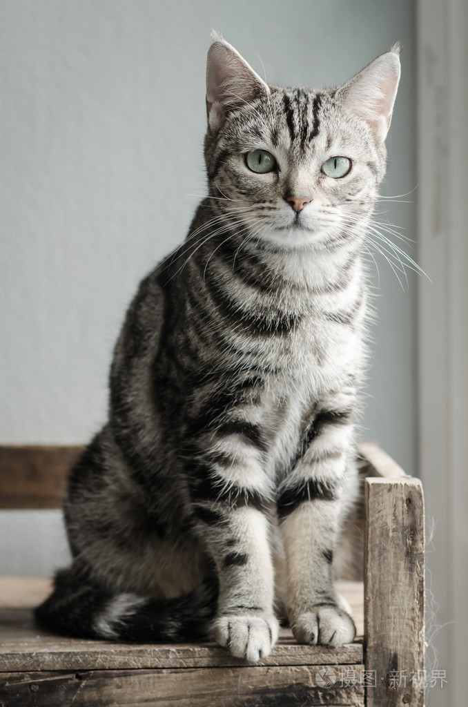 可爱的虎斑猫坐着看