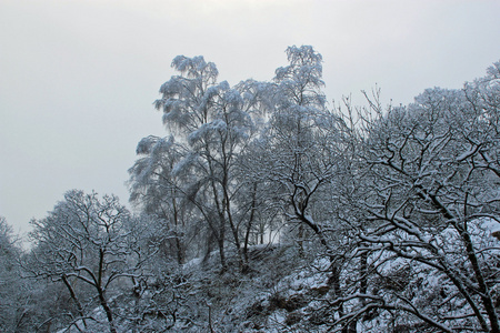 树上新落下的雪