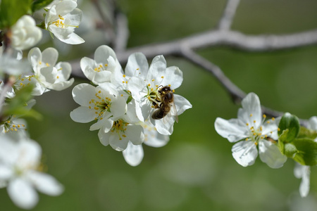 蜜蜂采集花粉的花朵上