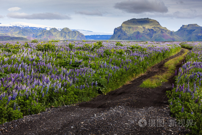 在冰岛的高山深谷间花间路照片 正版商用图片1hbwdi 摄图新视界