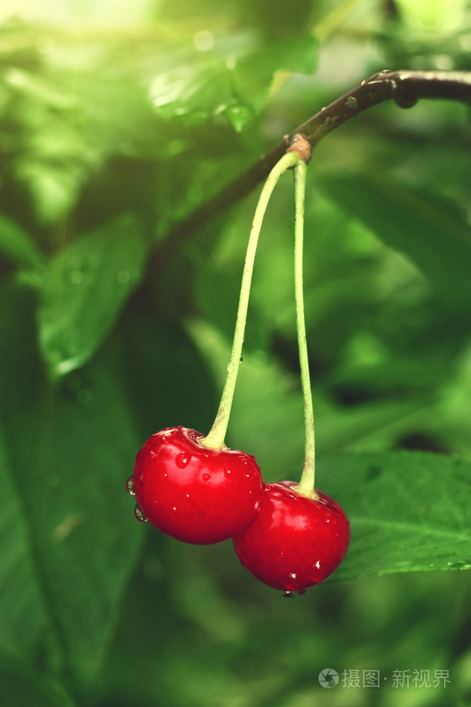 树枝上的两个樱桃浆果