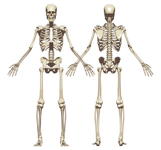 人类的骨骼。正面和背面视图