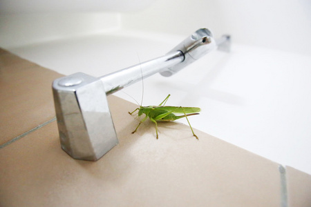 浴室墙上的绿色蝗虫