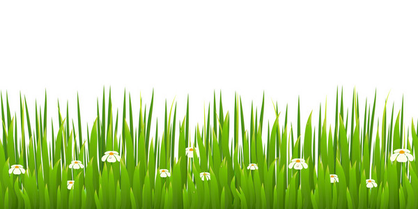绿草与孤立在白色背景上的盛开 chamomiles