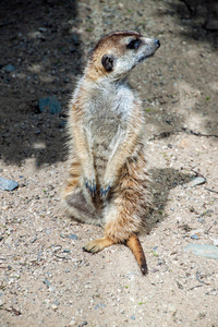 猫鼬或 suricate