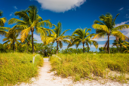 棕榈树和沙滩路径在斯马瑟斯海滩，佛罗里达州的基韦斯特