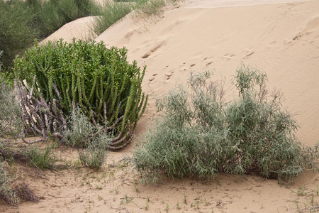 在塔尔沙漠的沙丘