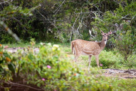 野鹿在穆杜马莱国家公园