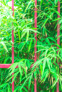 格栅栅栏和竹叶背景