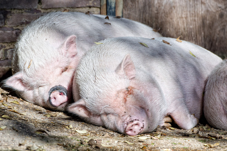 猪睡觉图片