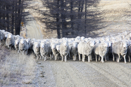 绵羊羊群图片