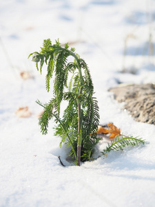 洋甘菊雪