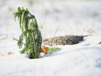 洋甘菊雪