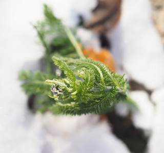 洋甘菊雪