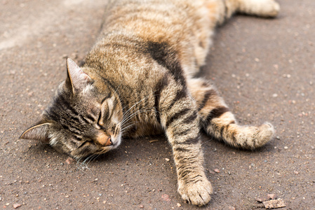 睡在路上的猫