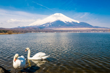 天鹅的富士山