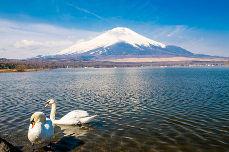 天鹅的富士山