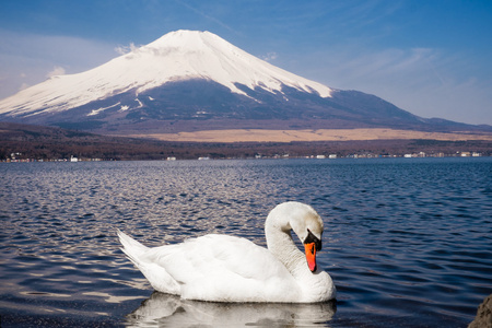 天鹅的富士山