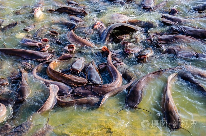 在水中滑行的鲶鱼暗沙