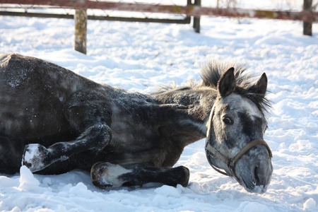 在雪中翻滚的灰色小马