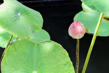 粉红色莲花