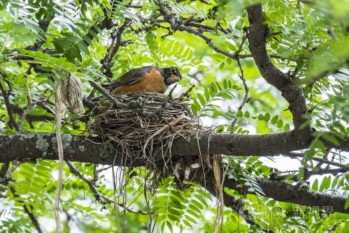 知更鸟的巢上一棵树
