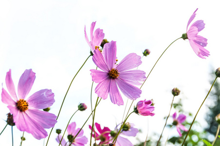 粉红色的花波斯菊雏菊