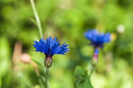 花矢车菊蓝色