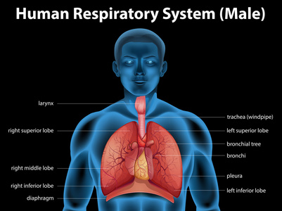 人类呼吸道系统