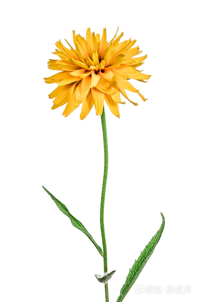 孤立在白色背景上的花金光菊