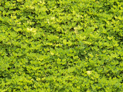 小小的叶子绿墙