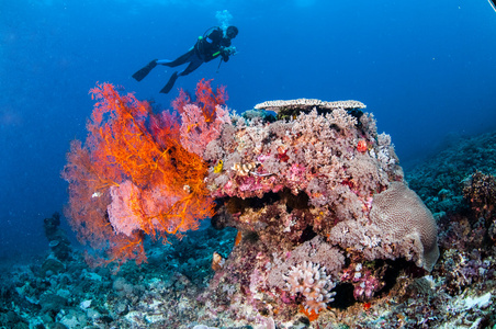 游泳，在吉利，龙目岛，努沙登加拉巴拉，印度尼西亚水下照片 Anella 翅果油树海扇的潜水员