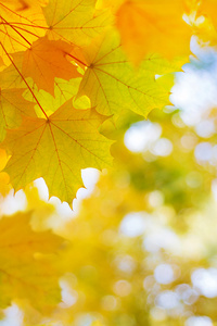 秋天金色枫叶在模糊的背景图片