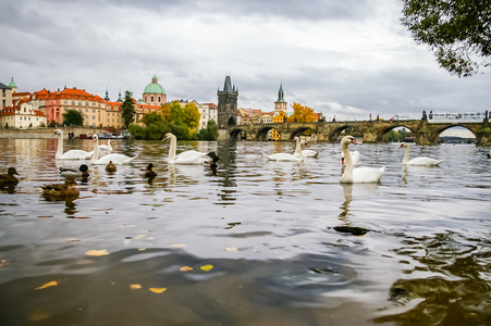 天鹅和野鸭附近在布拉格的查尔斯桥