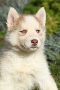 西伯利亚雪橇犬在花园里的美丽小狗