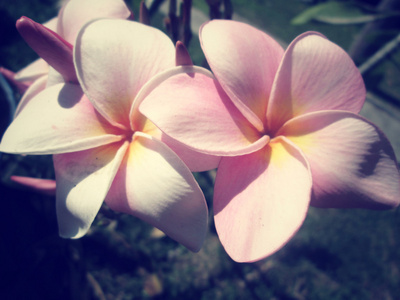 美丽的鸡蛋花鲜花图片