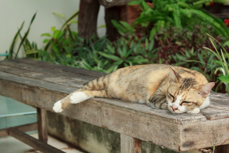 猫躺在木椅上