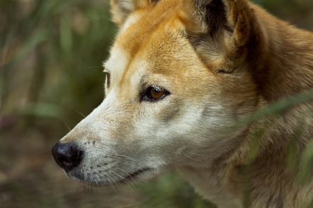 澳洲野狗 澳洲野犬犬 特写