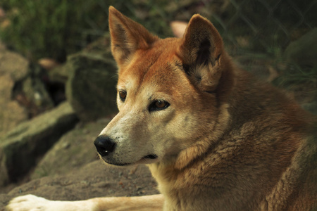 澳洲野狗 澳洲野犬犬 特写