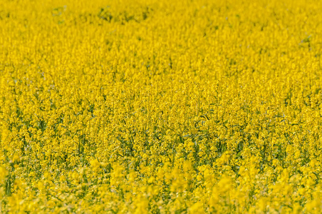 黄色花草甸背景