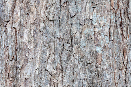 纹理一棵老树树皮