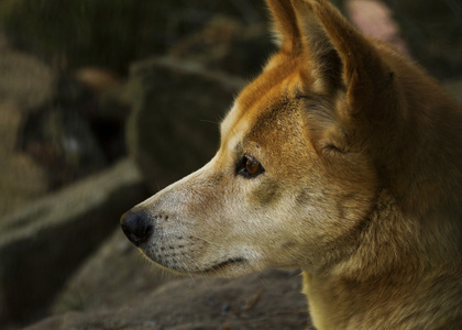 澳洲野狗 澳洲野犬犬 特写