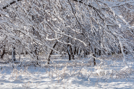 冬天雪公园树木