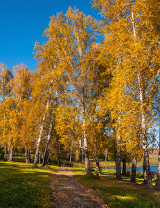 秋天的桦树小树林路