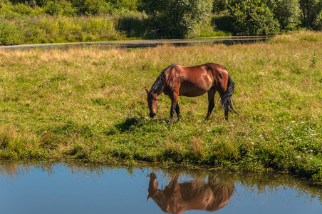 马吃草草甸池塘
