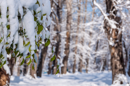 冬天雪公园树木