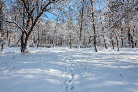 冬季森林雪公园