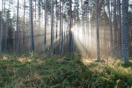 通过树木森林美丽光束图片