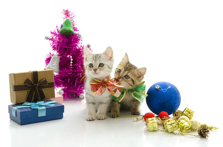 可爱的斑纹猫，带着礼物